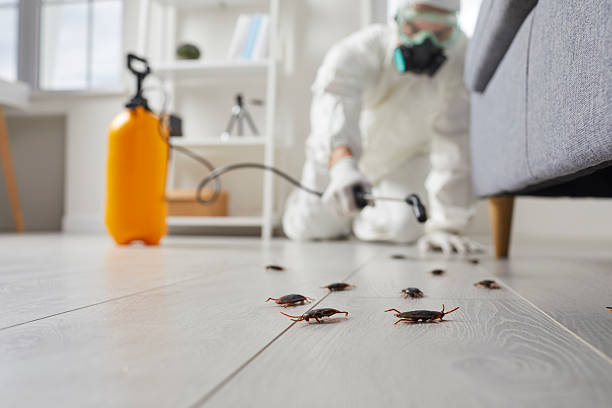 Affordable Termite Control solutions in Forney, TX